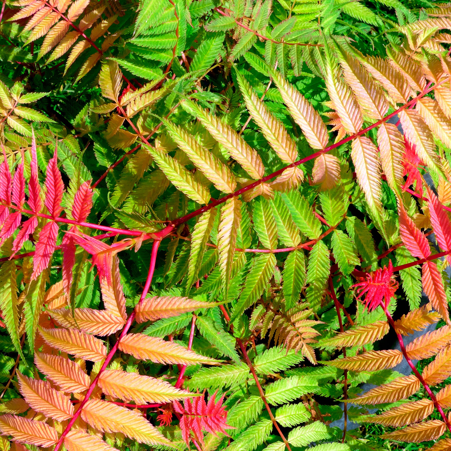 Arbustes - Sorbaire Pink Hopi® - Sorbaria sorbifolia pink hopi ®