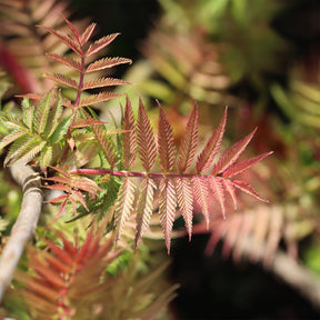 Vente Sorbaire Pink Hopi® - Sorbaria sorbifolia pink hopi ®