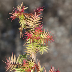 Sorbaire Pink Hopi® - Sorbaria sorbifolia pink hopi ® - Willemse