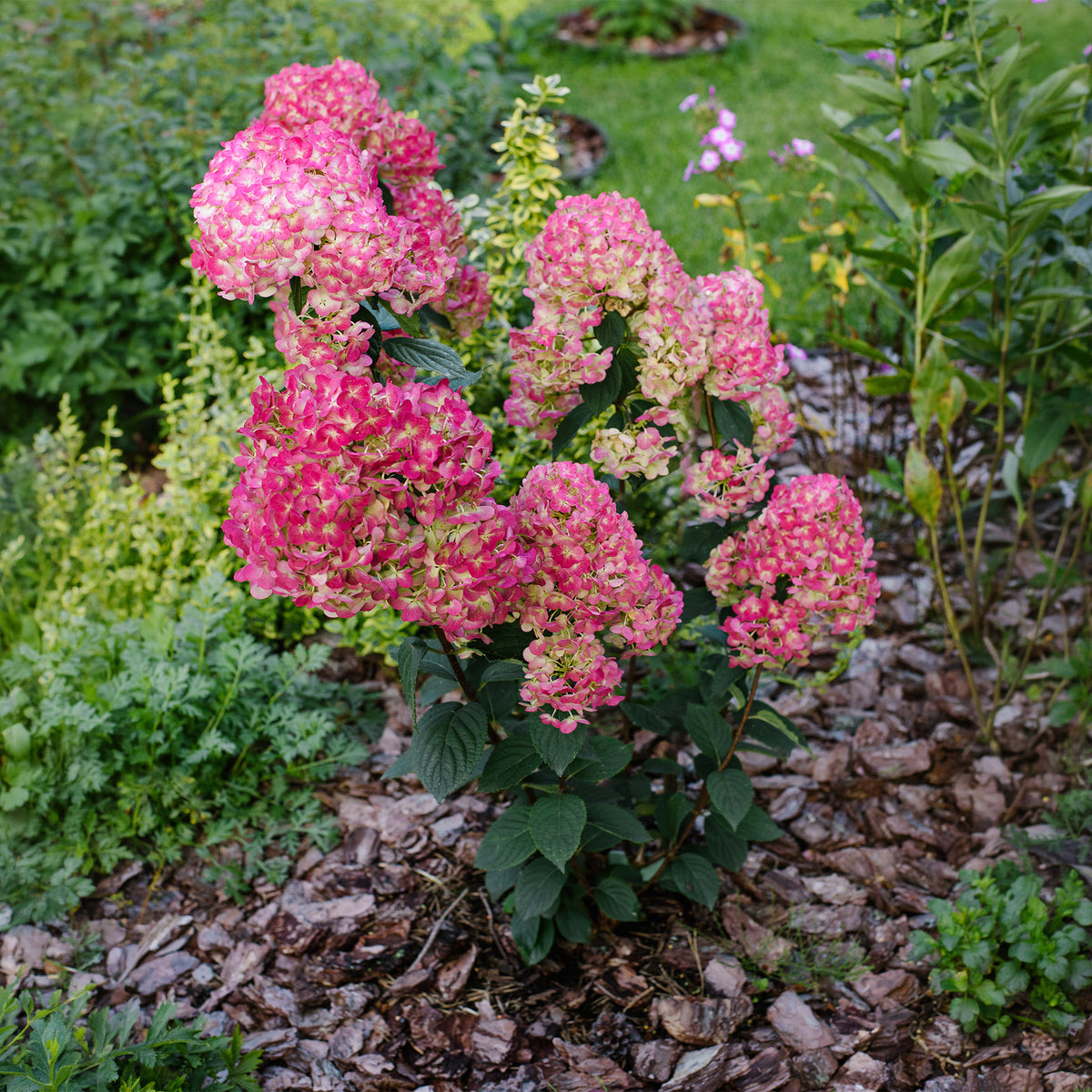 Hortensia paniculé Framboisine® 'Rensam'