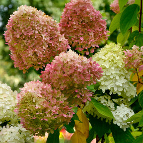 Hortensia paniculé Romantic Ace® Renvagor - Willemse
