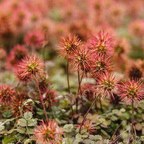 Lampourde de Buchanan - Willemse