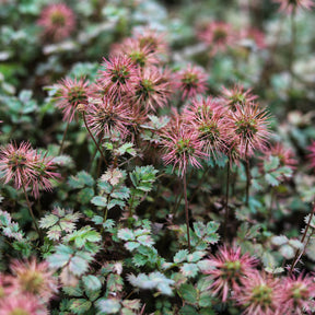 Vente Lampourde de Buchanan - Acaena buchananii