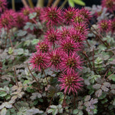 Lampourde à petites feuilles Kupferteppich - Willemse