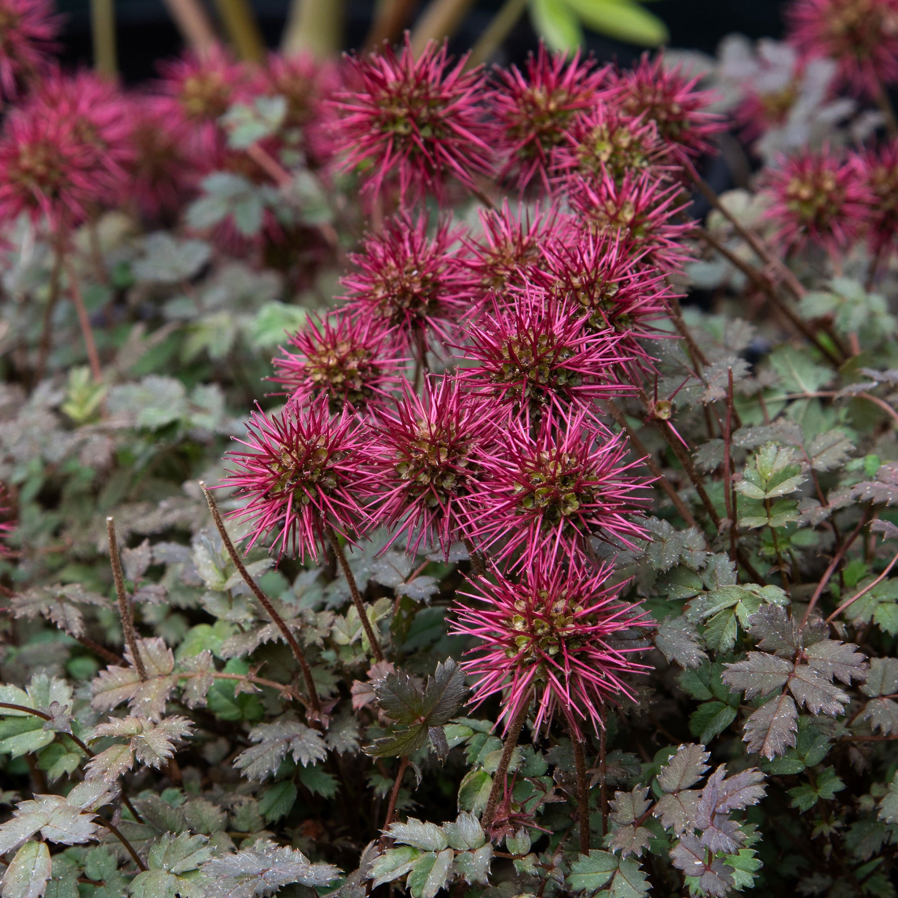 Lampourde à petites feuilles Kupferteppich - Willemse