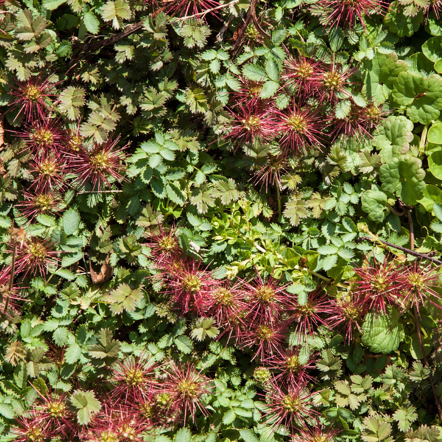Lampourde à petites feuilles Kupferteppich - Acaena microphylla Kupferteppich - Willemse