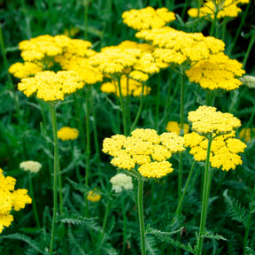 Achillée Coronation Gold - Willemse