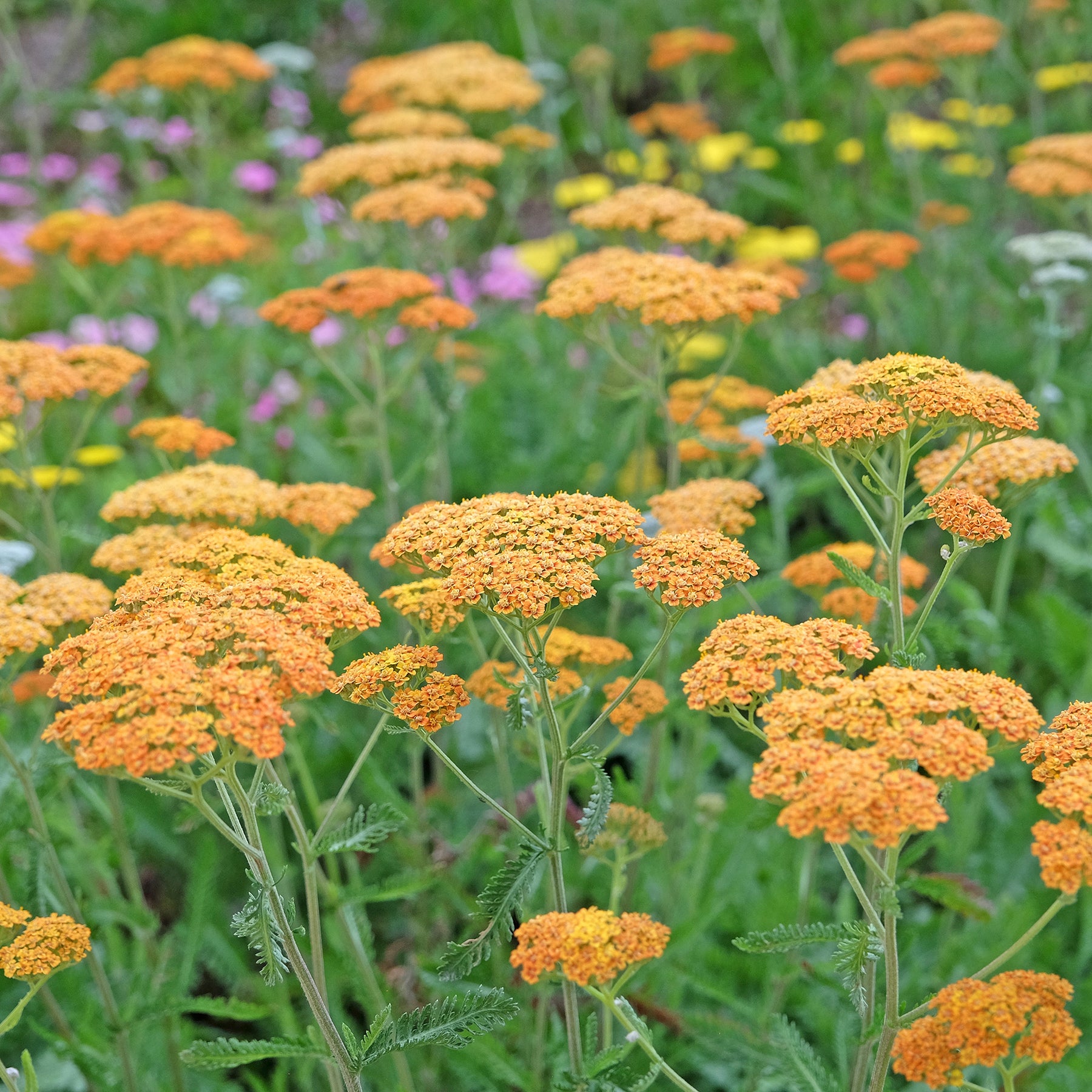 Achillée Terracotta
