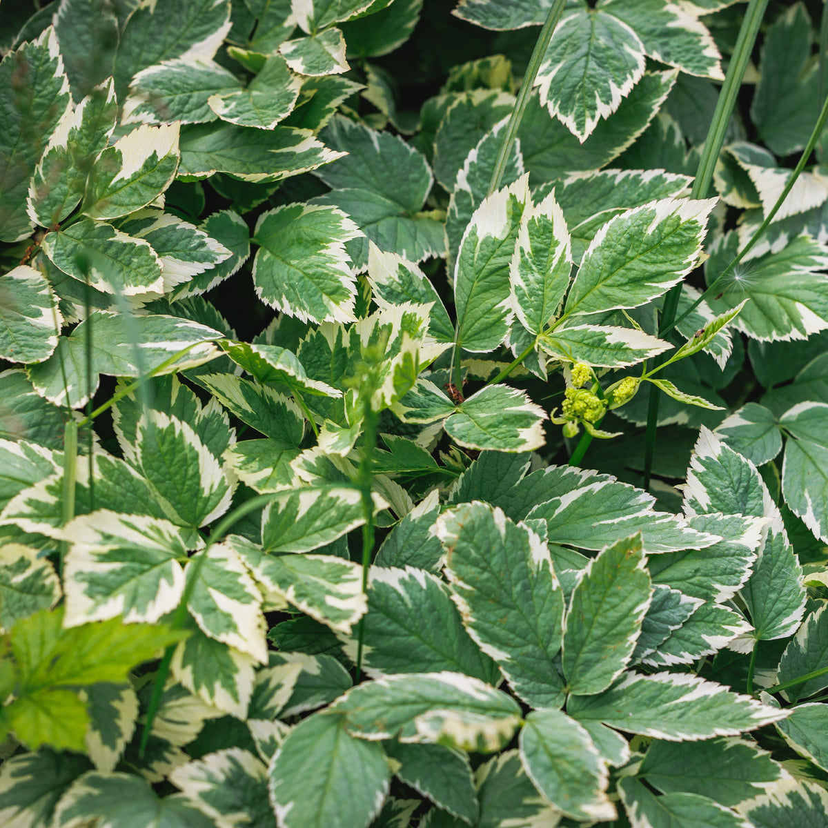 Herbe aux goutteux panachée - Willemse