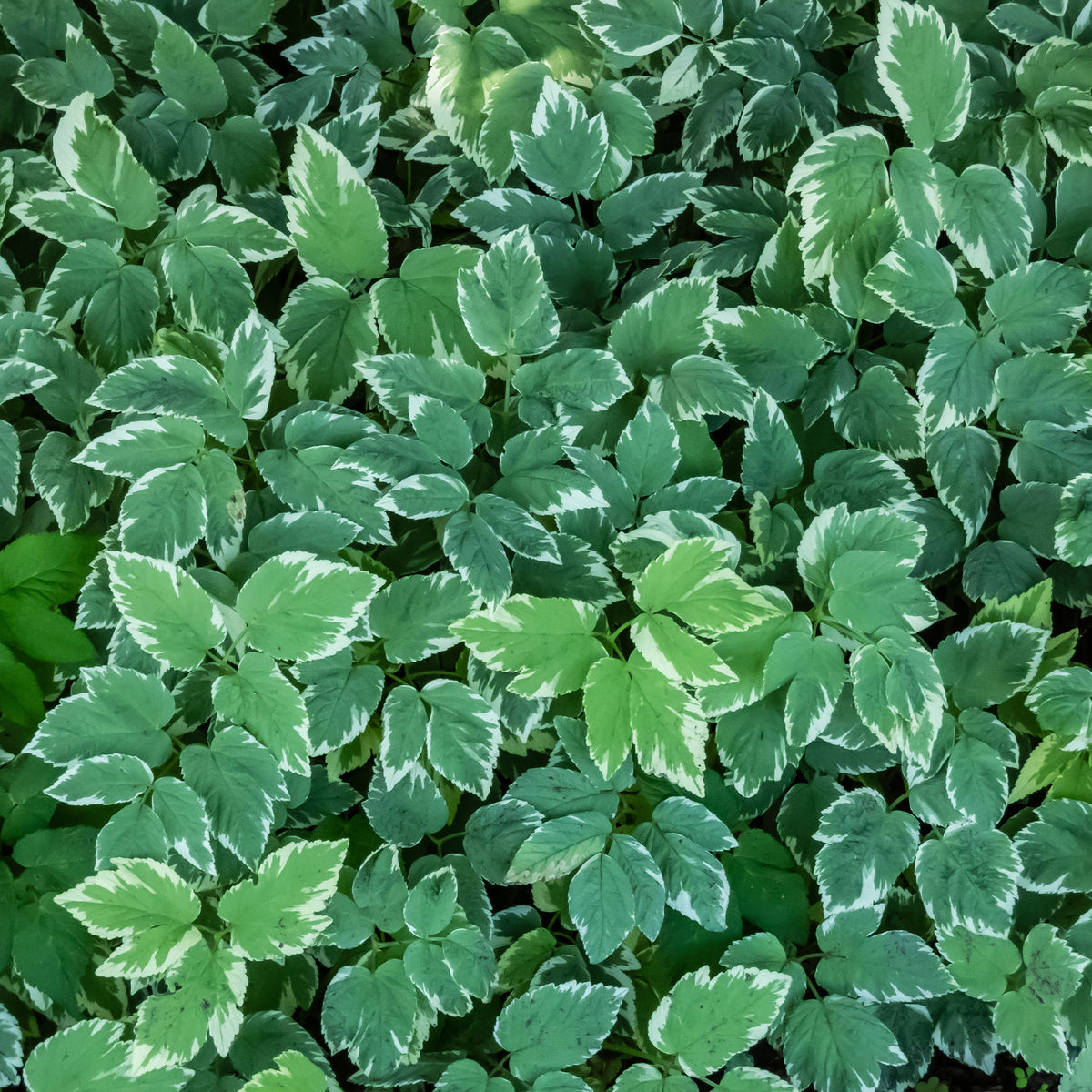 Herbe aux goutteux panachée - Aegopodium podograria variegatum - Willemse
