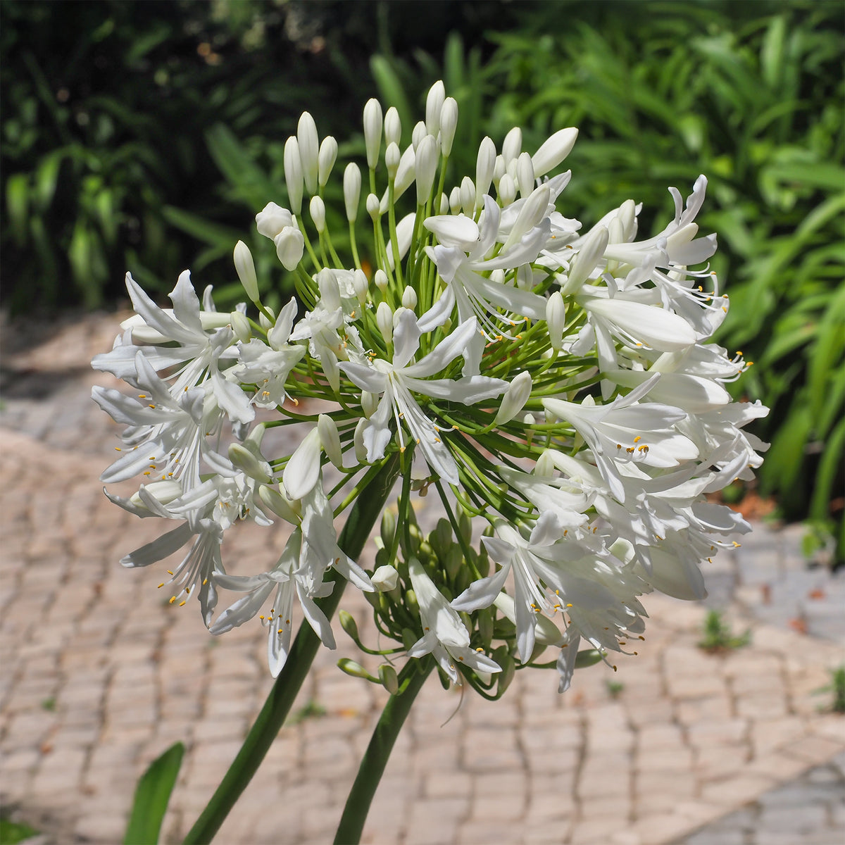 Agapanthe africaine blanche - Agapanthus africanus albus - Willemse