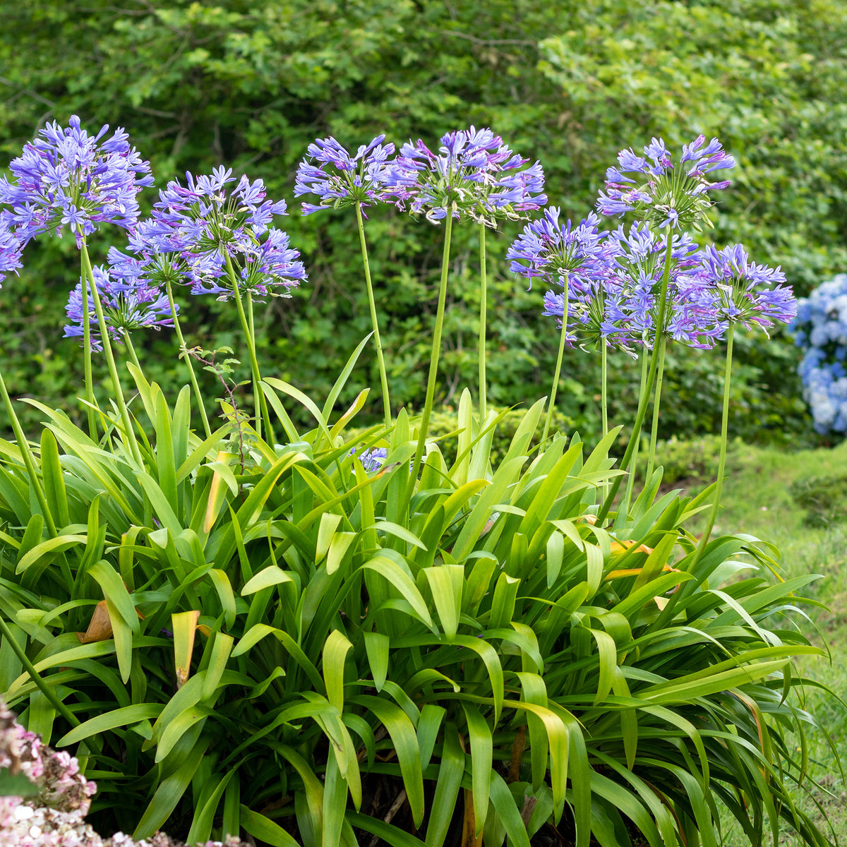 Agapanthe bleue - Willemse