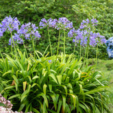 Agapanthe bleue - Willemse