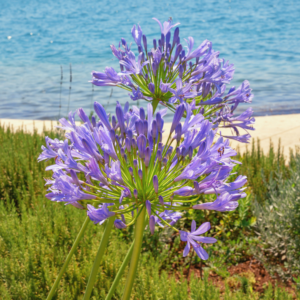 Agapanthe bleue - Agapanthus africanus - Willemse