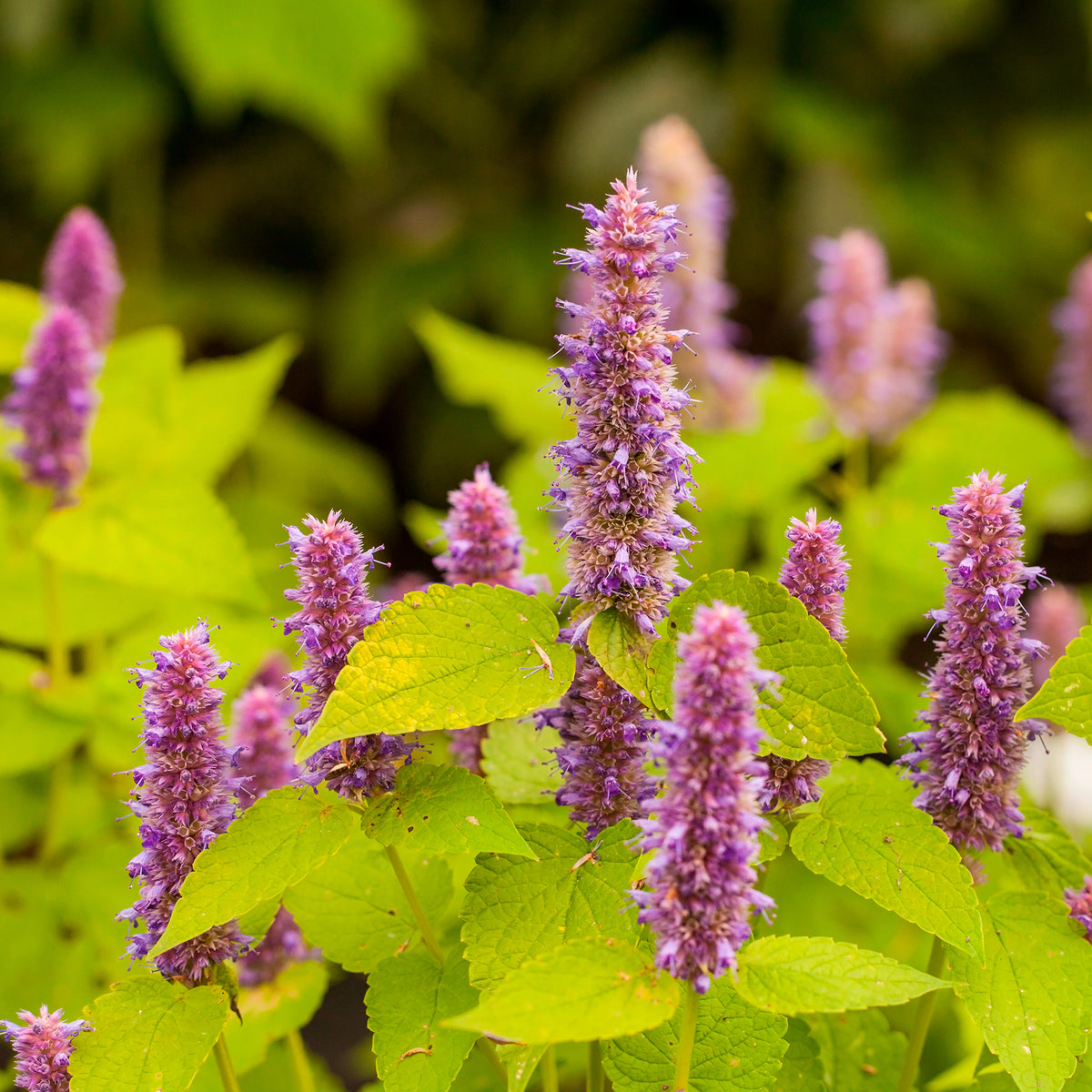 Agastache fenouil Golden Jubilee - Agastache rugosa Golden Jubilee - Willemse