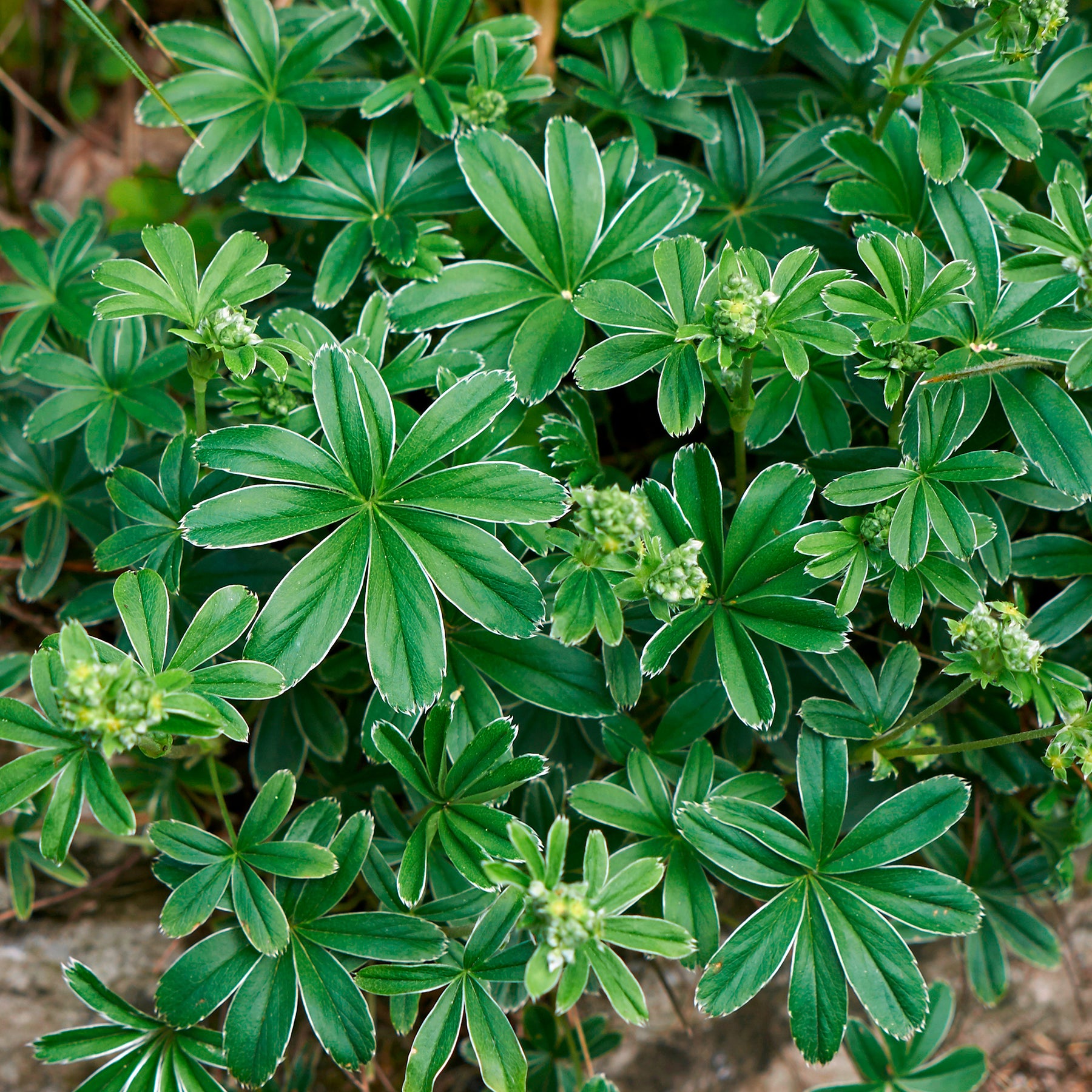 Alchemilla alpina - Alchemille des Alpes - Alchemilla