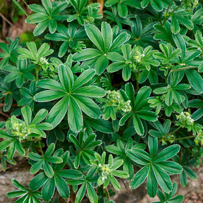 Alchemilla alpina - Alchemille des Alpes - Alchemilla