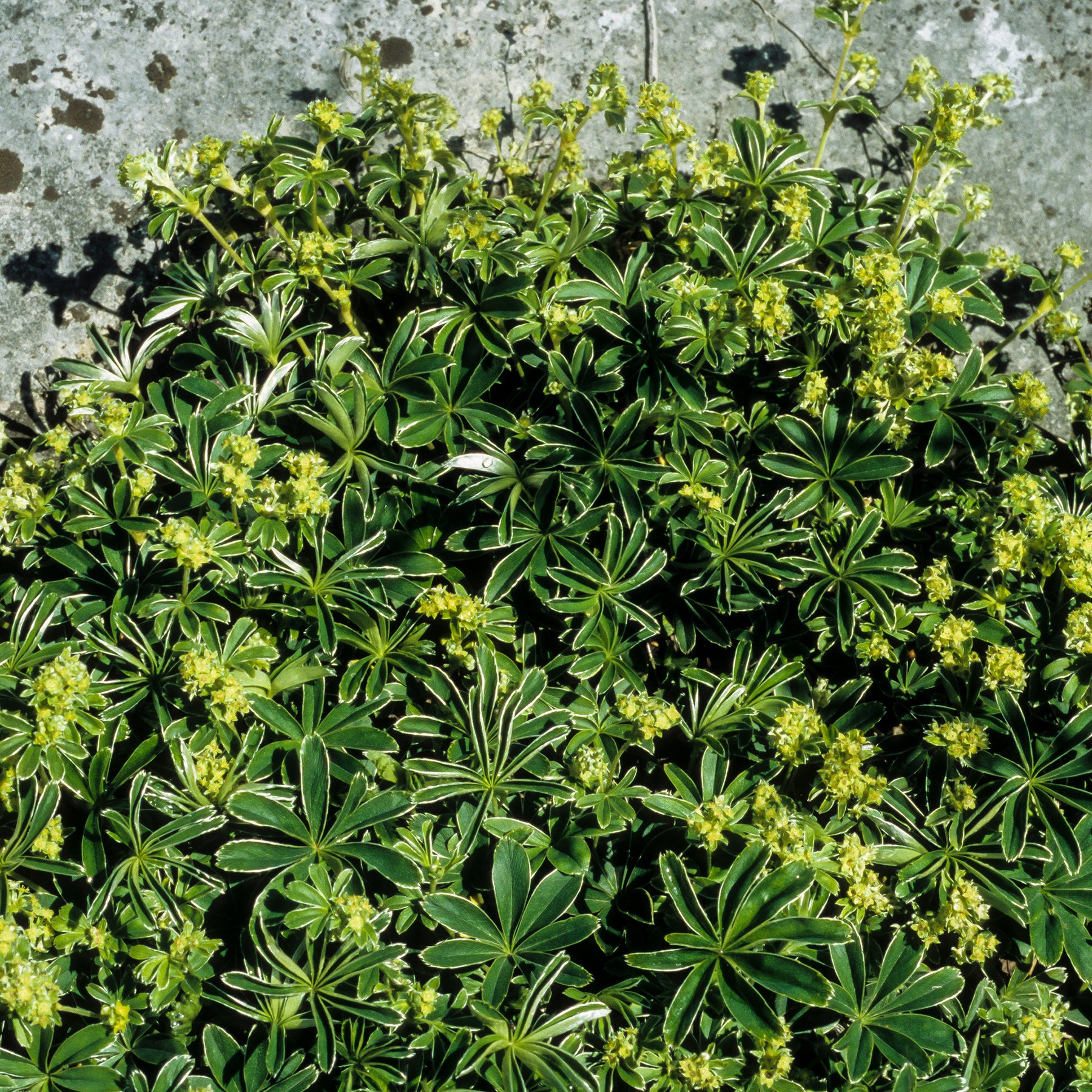 Alchemilla - Alchemille des Alpes - Alchemilla alpina