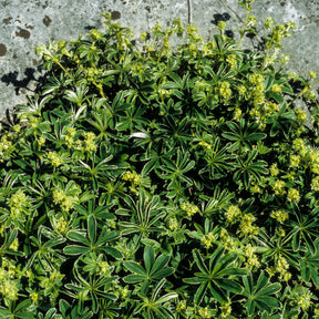 Alchemilla - Alchemille des Alpes - Alchemilla alpina