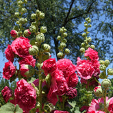 Rose trémière double Rose - Willemse