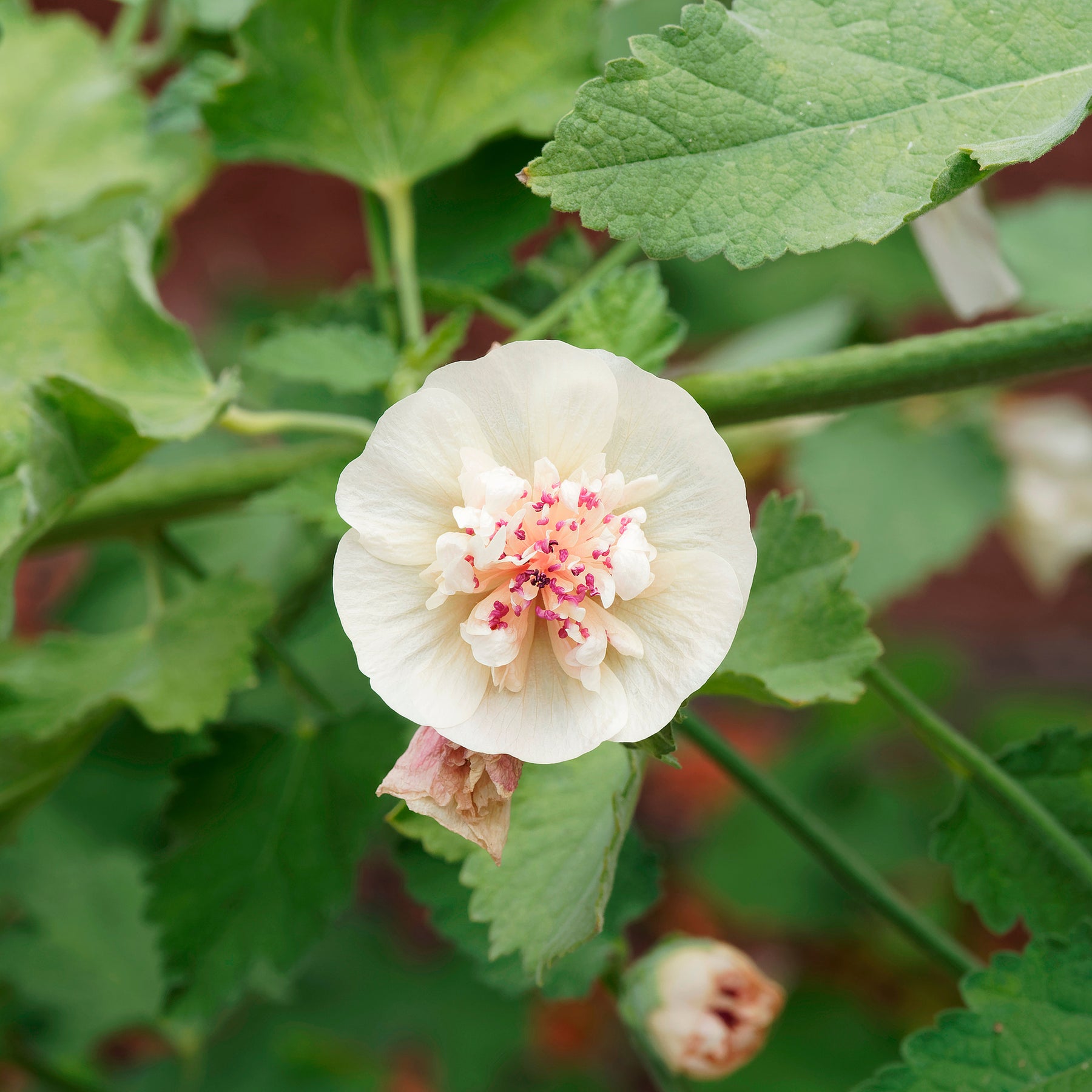 Alcalthaea Parkallee - Willemse