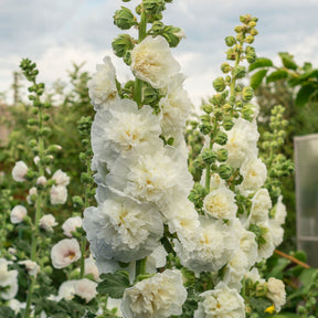 Rose trémière double Blanche - Willemse