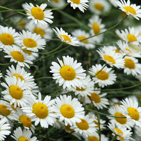 Anthemis x hybrida Sauce Hollandaise - Camomille des teinturiers Sauce Hollandaise - Camomille