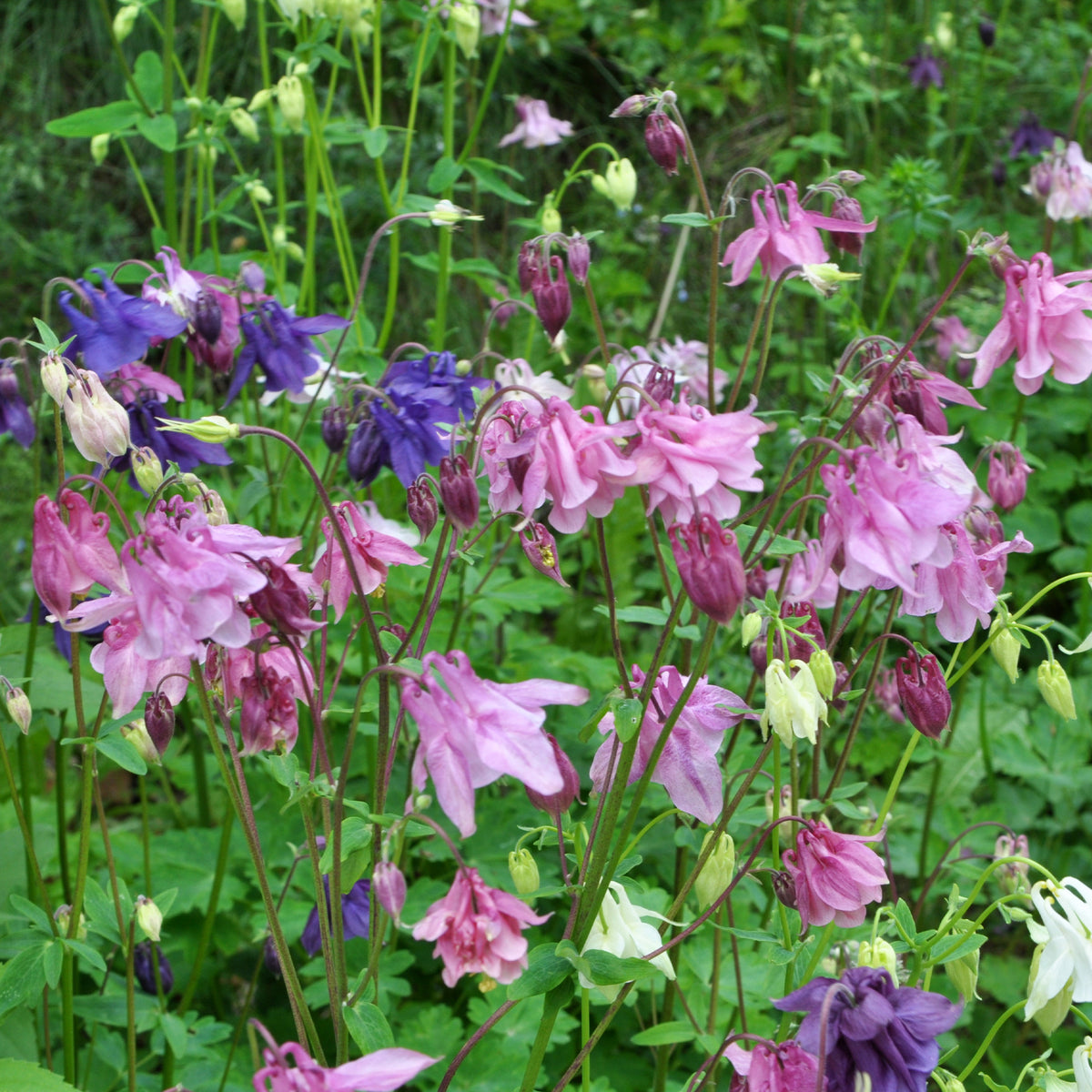 Ancolie des jardins Heidi - Aquilegia vulgaris heidi - Willemse
