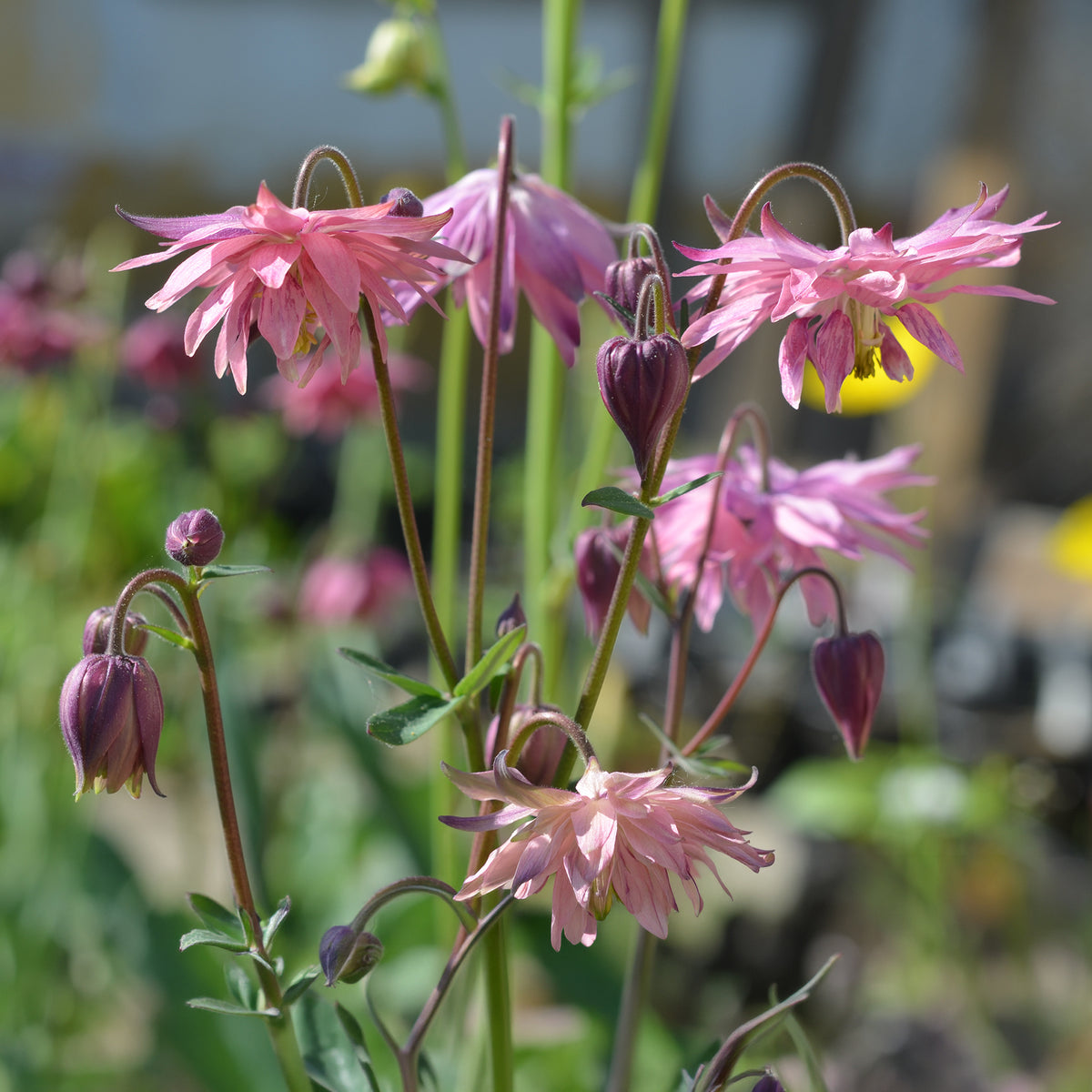 Ancolie des jardins Barlow Rose - Willemse
