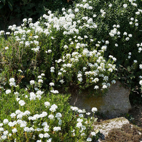 Corbeille d'argent - Iberis sempervirens 'weisser zwerg' - Willemse