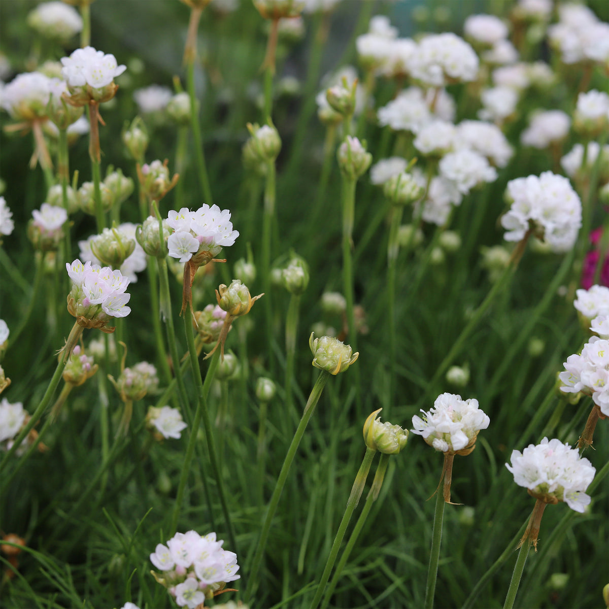Gazon d'Espagne blanc - Armeria maritima alba - Willemse
