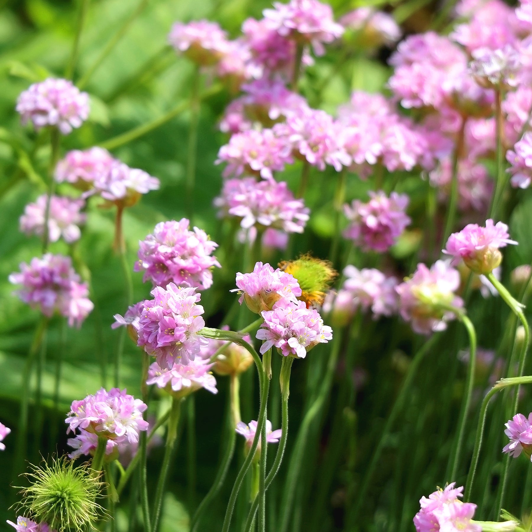 Armeria maritima Rosea Compacta - Gazon d'Espagne rose - Gazon d'Espagne