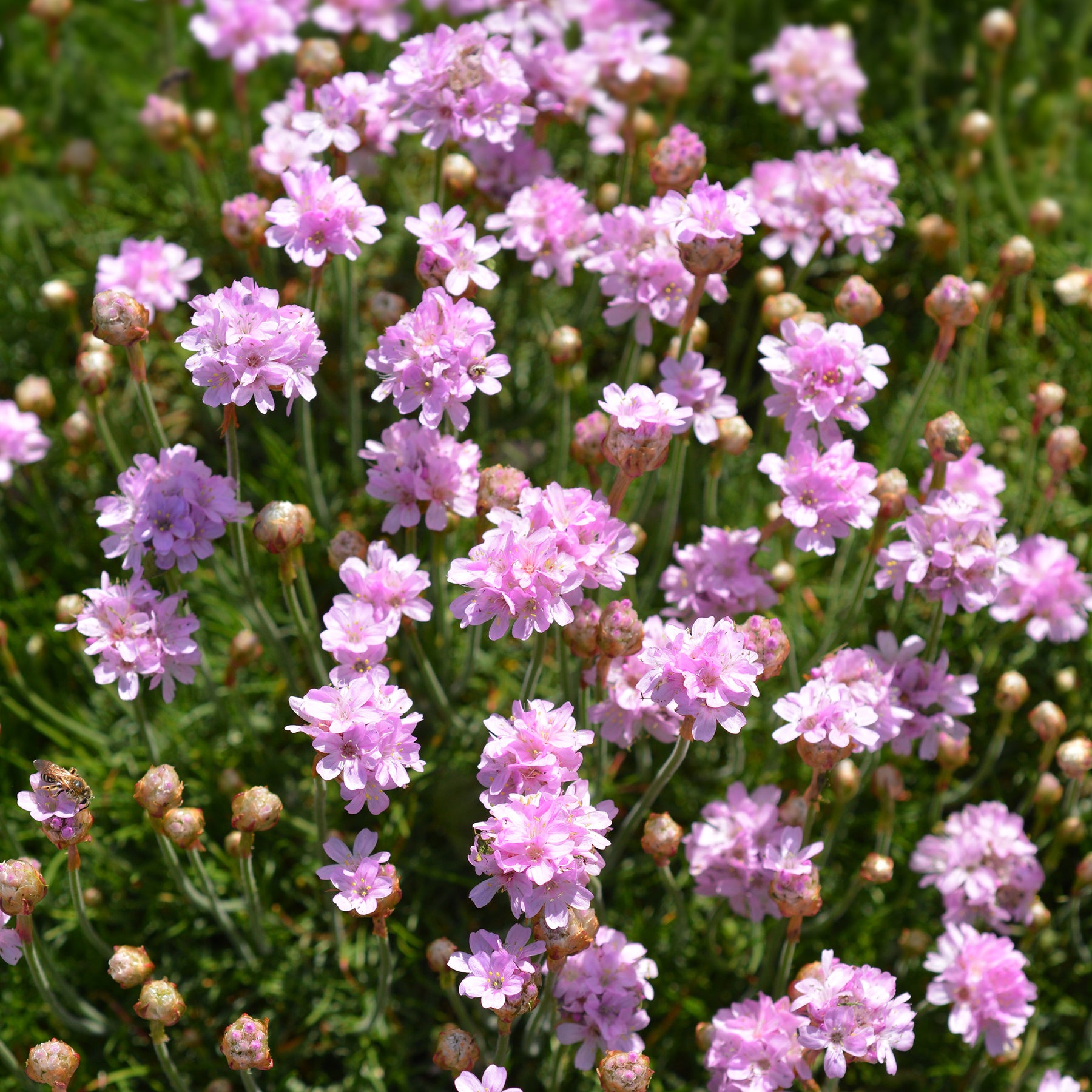 Gazon d'Espagne - Gazon d'Espagne rose - Armeria maritima Rosea Compacta