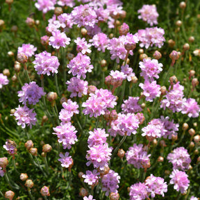 Gazon d'Espagne - Gazon d'Espagne rose - Armeria maritima Rosea Compacta