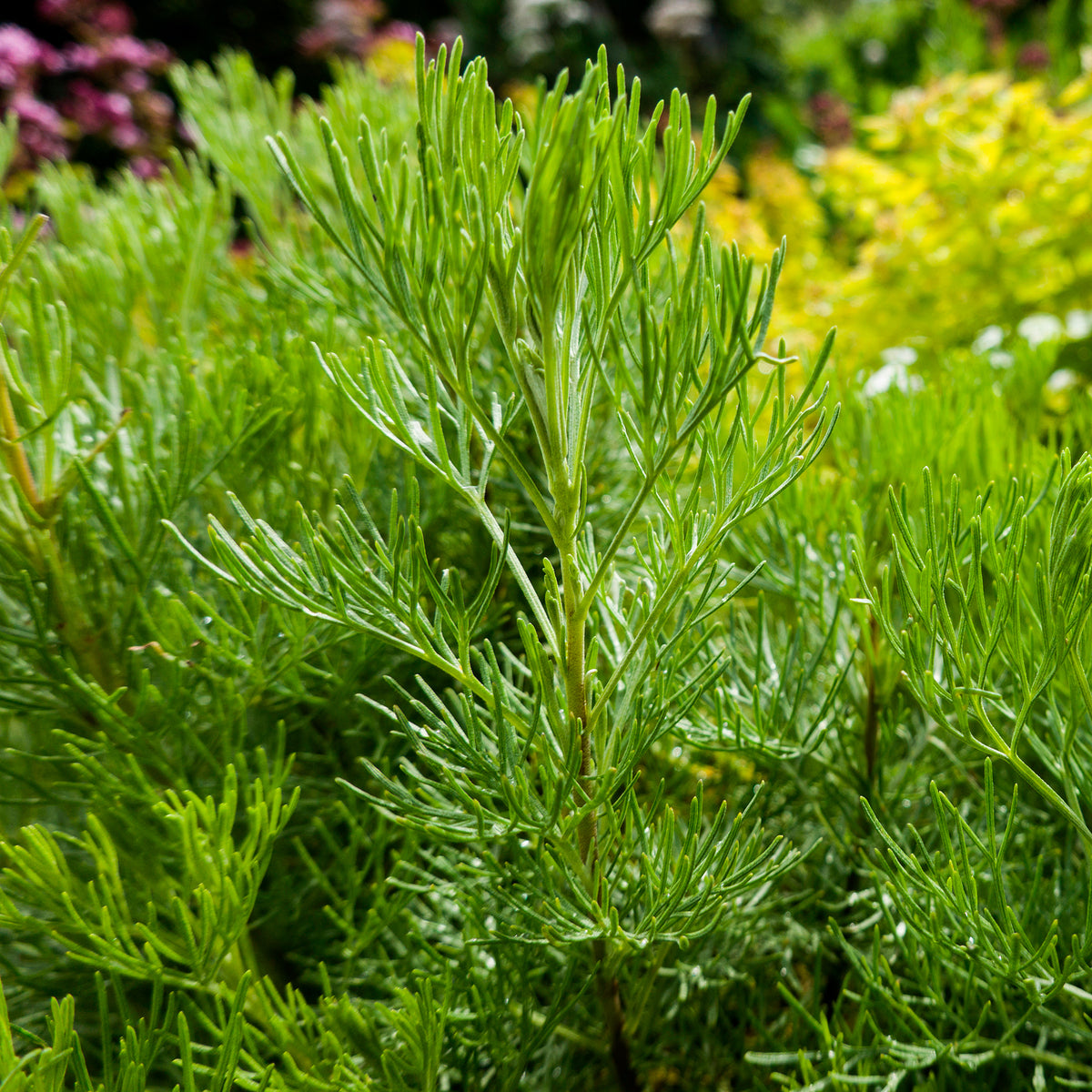 Armoise citronelle Aurone - Artemisia abrotanum - Willemse