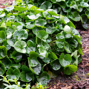 Vivaces couvre-sol - Asaret d'Europe - Asarum europaeum