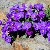 Aubriète Cascade Purple - Willemse