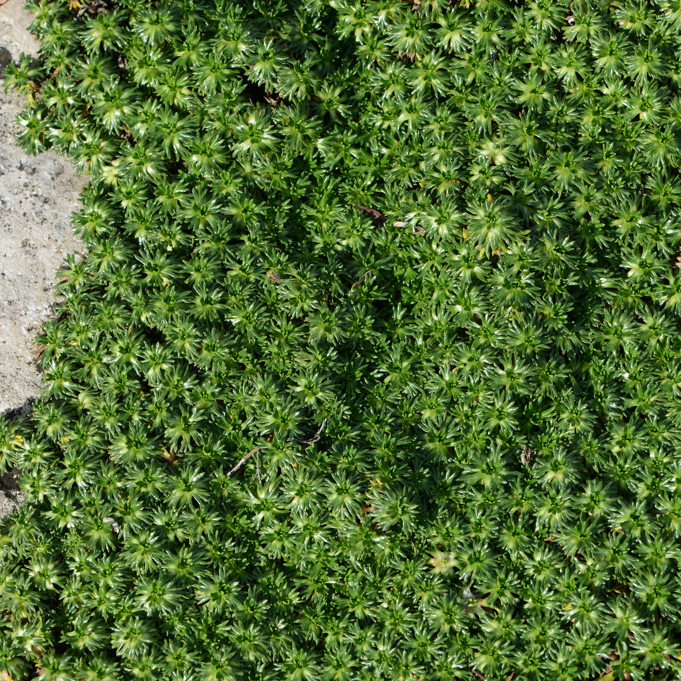Azorelle - Azorella trifurcata