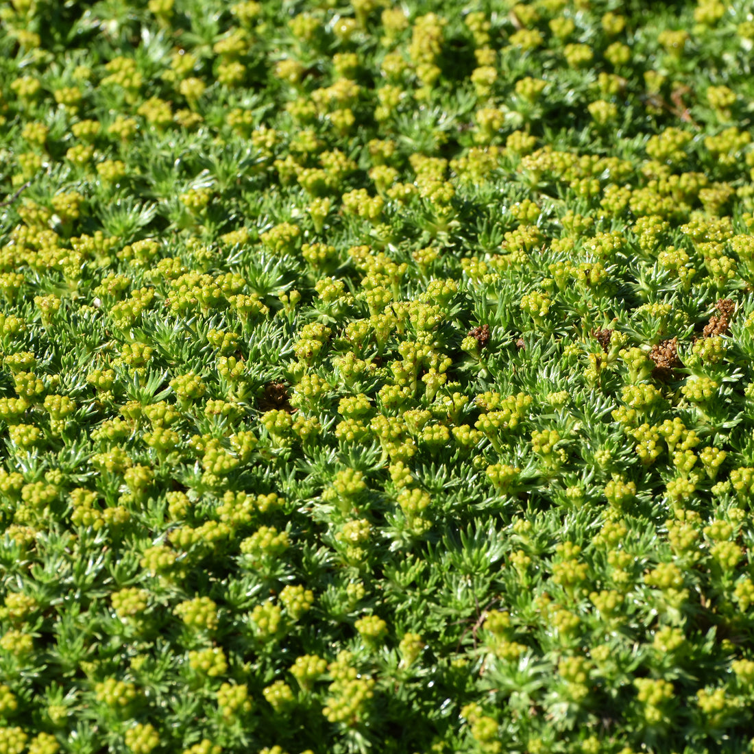 Azorelle - Azorella trifurcata