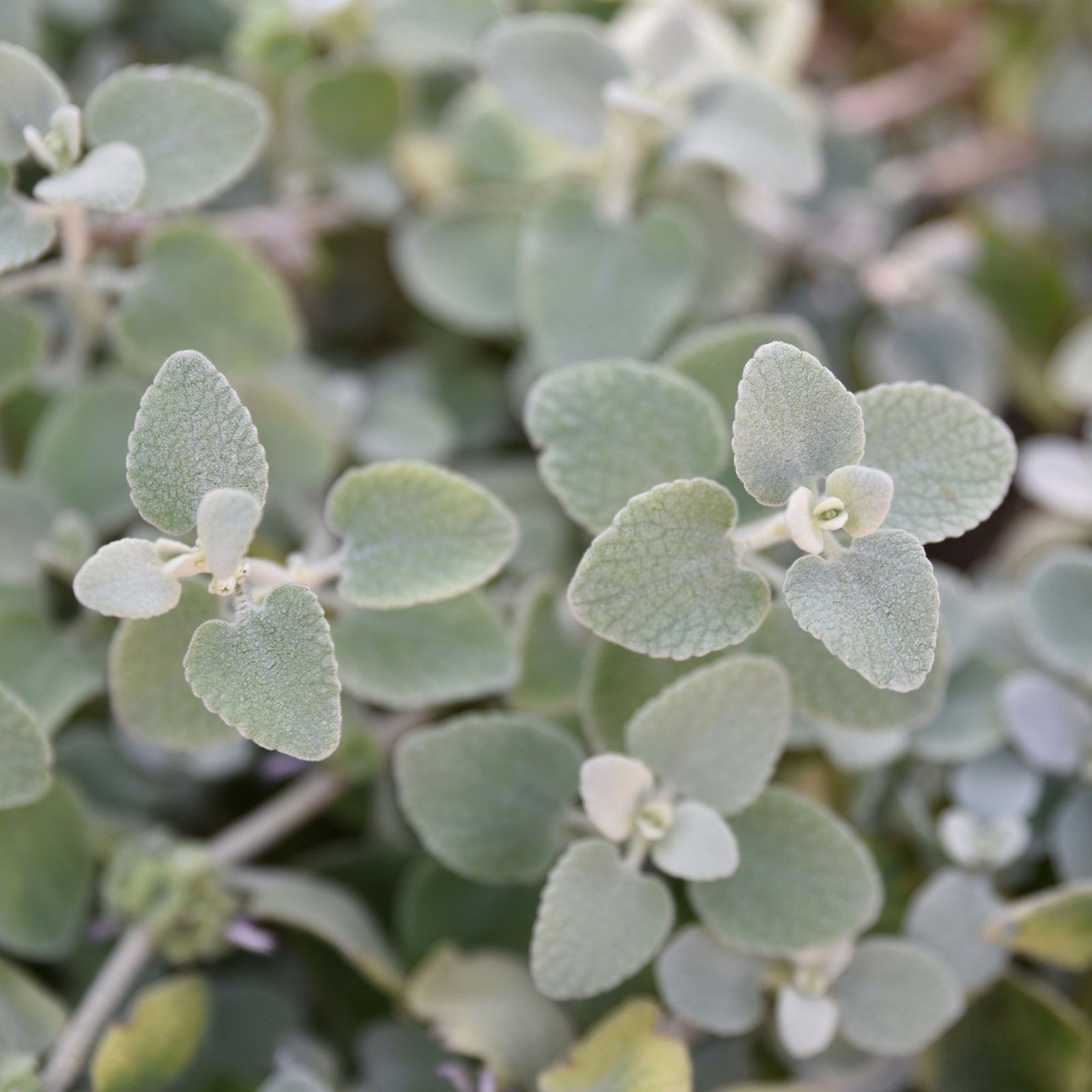 Vente Ballote pseudodictame - Plantes vivaces à feuillage persistant