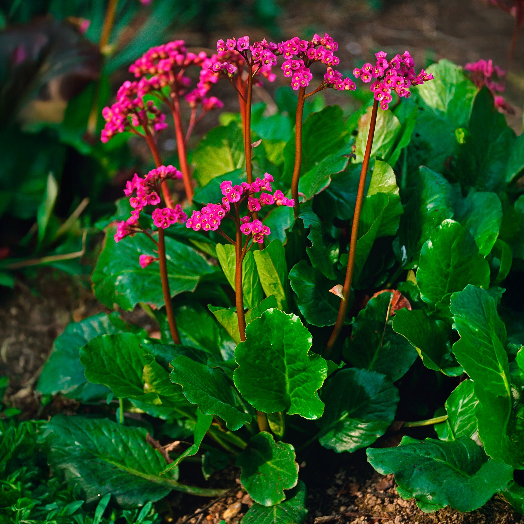 Bergénia Morgenrote - Willemse