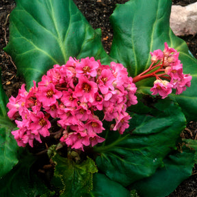 Bergénia Morgenrote - Bergenia cordifolia Morgenröte - Willemse