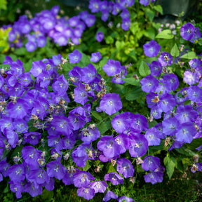 Campanule - Campanule des Carpates Blaue Clips - Campanula carpatica Blaue Clips
