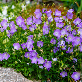 Campanule des Carpates Blaue Clips - Willemse