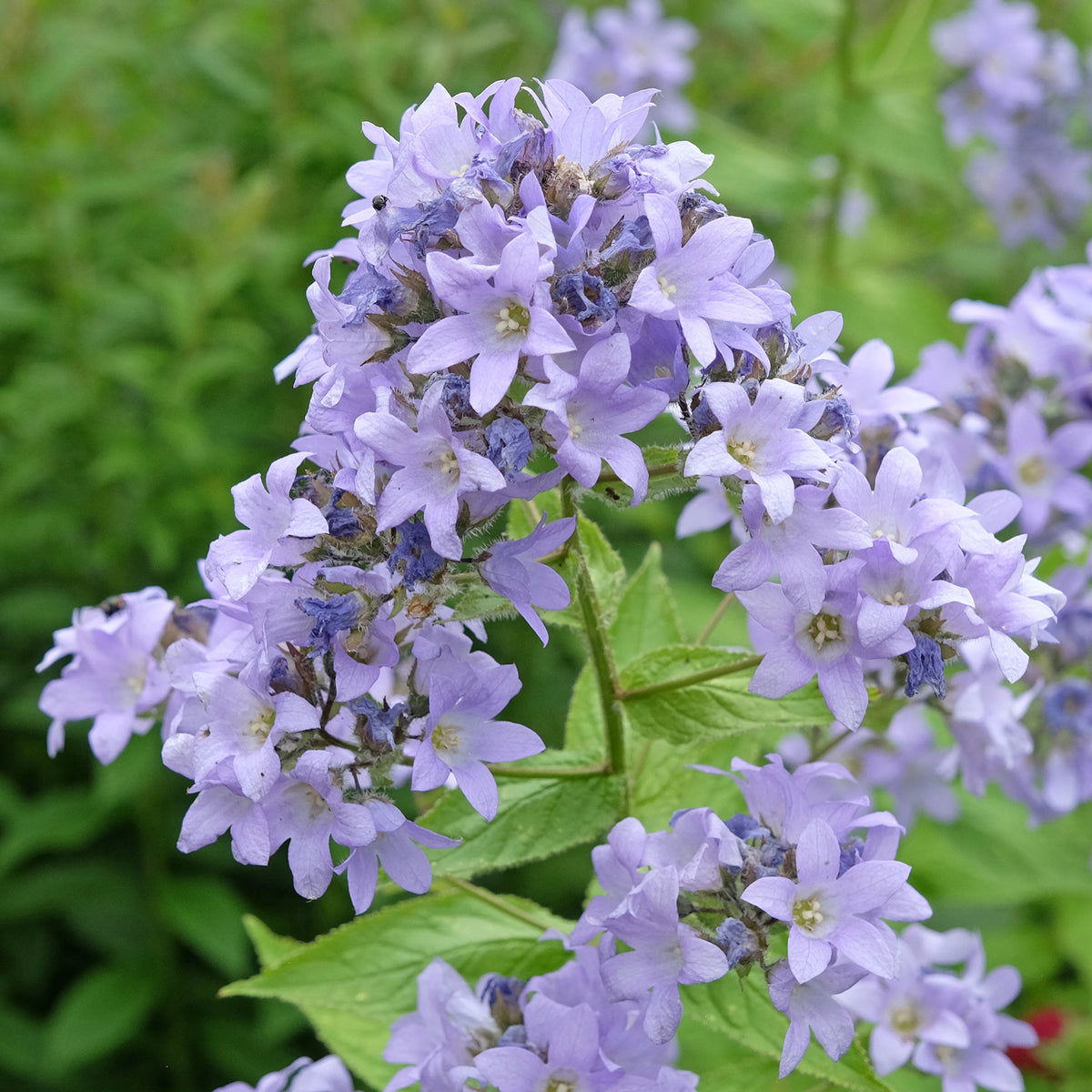 Campanule laiteuse Prichard's Variety