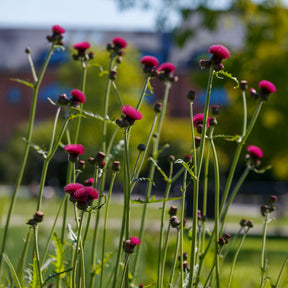 Cirse des ruisseaux - Willemse