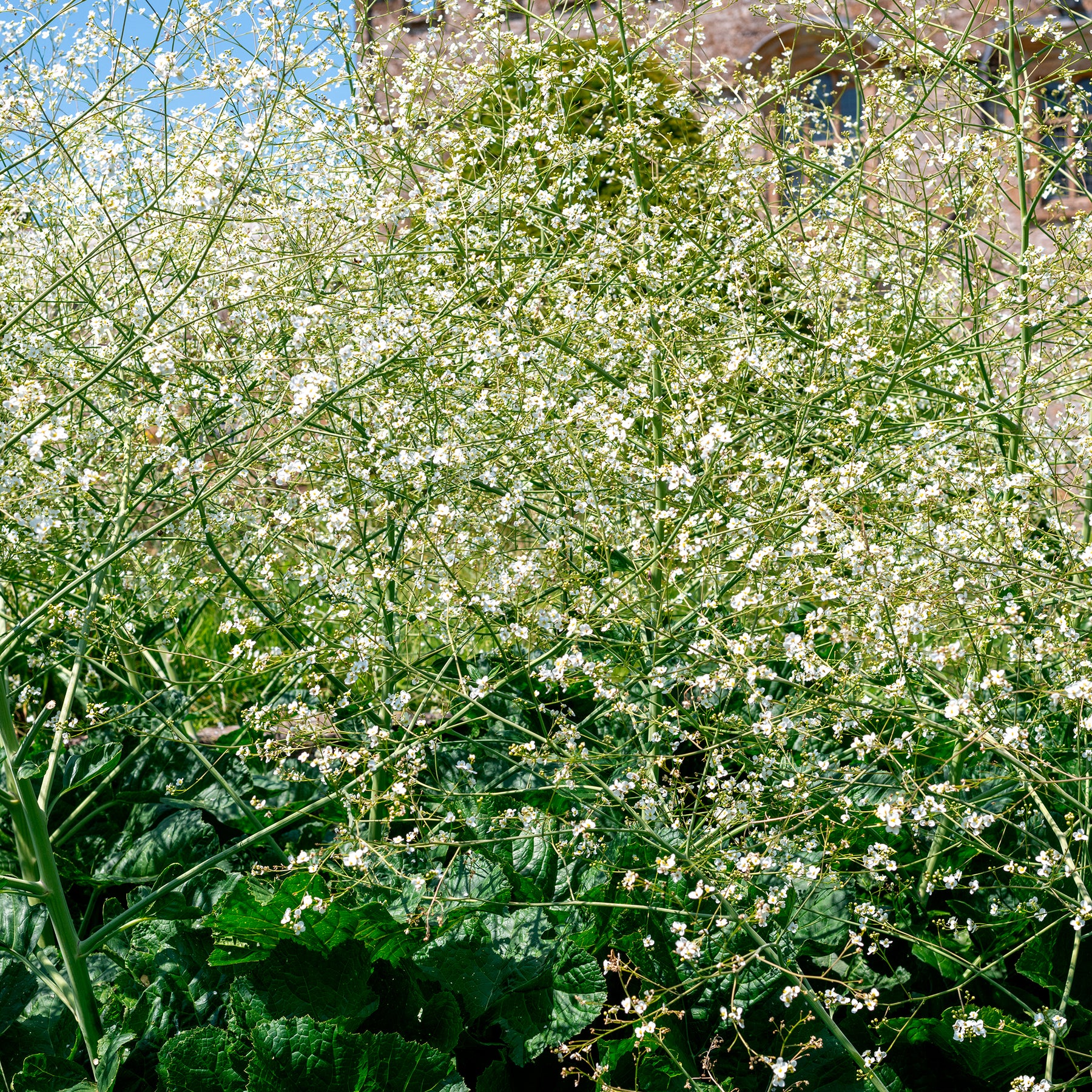 Crambe cordifolia - Chou nuage blanc - Crambe - Fleurs vivaces