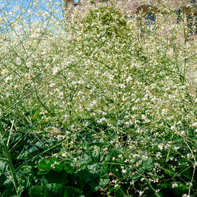 Crambe cordifolia - Chou nuage blanc - Crambe - Fleurs vivaces