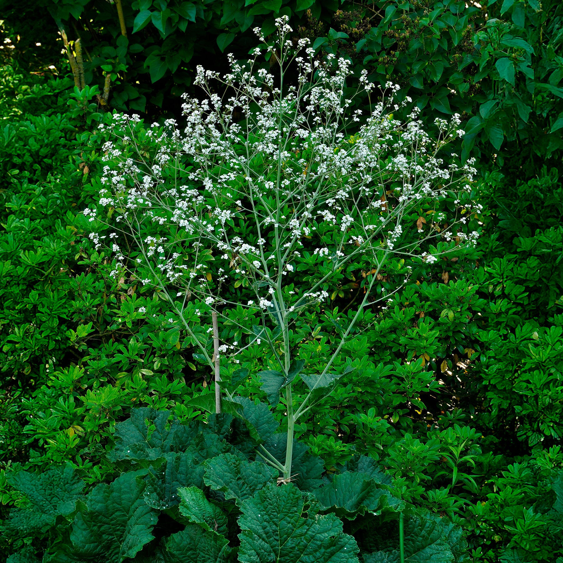 Vente Chou nuage blanc - Crambe - Crambe cordifolia