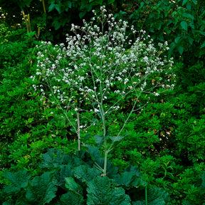 Vente Chou nuage blanc - Crambe - Crambe cordifolia